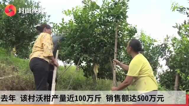 小康圆梦|四川宜宾高县:特色产业活起来 小沃柑也有大能量