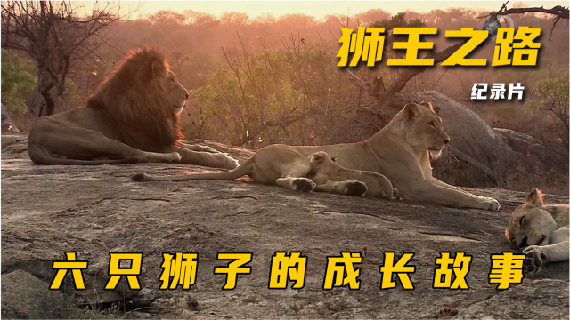 纪录片《狮王之路》上
