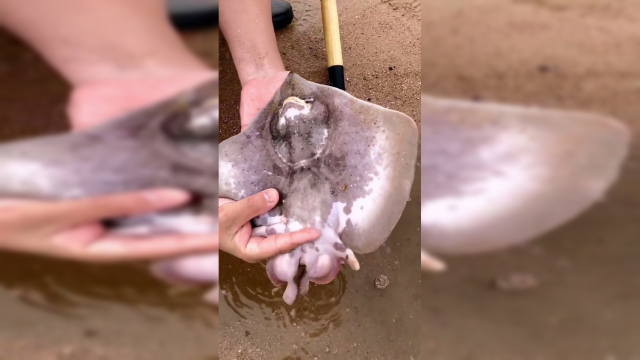 这只魔鬼鱼太可爱了,小嘴撅的太逗了