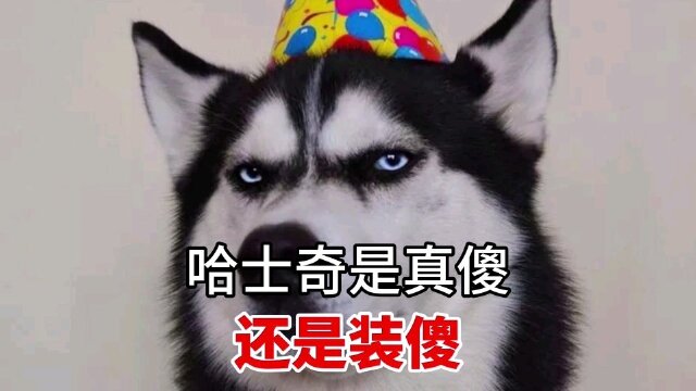 哈士奇是真傻,还是装傻