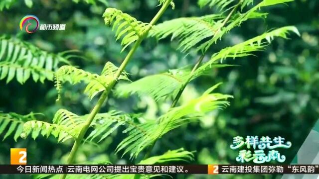 生物万象:似树非树的“活化石”桫椤