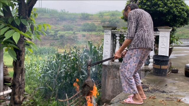 婆婆养了三年多的乌骨鸡,炖一锅鸡枞,汤鲜味美