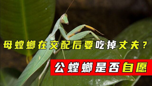 螳螂交配后,母螳螂为何会吃掉“丈夫”,公螳螂是否自愿