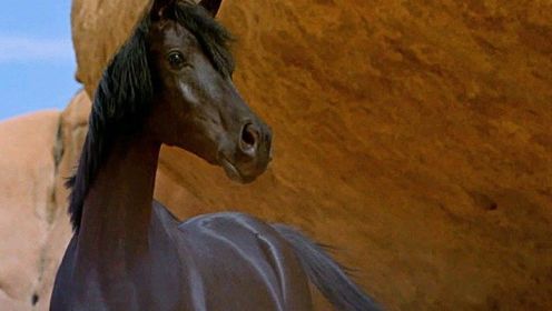 这匹小黑马真是太帅了，通体黝黑，竟然是传说中的黑神驹！#电影 #电影解说 #影视