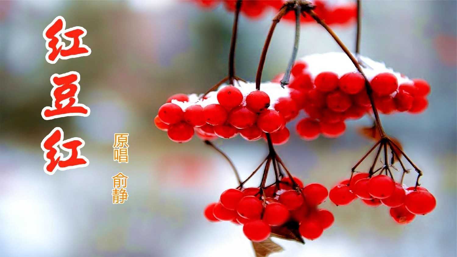 红豆红歌曲原唱俞静(红豆红歌曲原唱俞静 链接)
