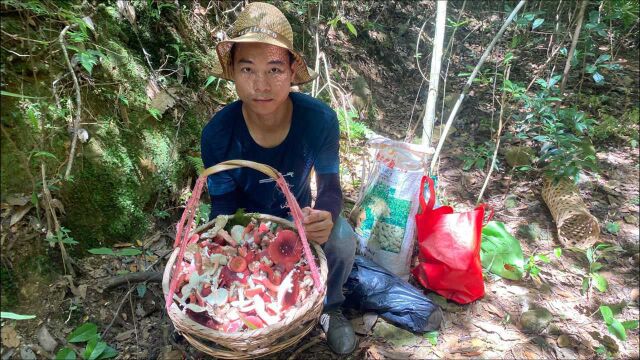 大山里有一种红蘑菇,老板大量收购,奶奶捡了一天就赚到5000元