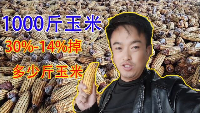 1000斤玉米,从30%水分到14%的水分掉多少斤?很多农民不会算