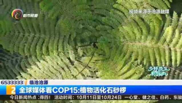 全球媒体看COP15:植物活化石桫椤