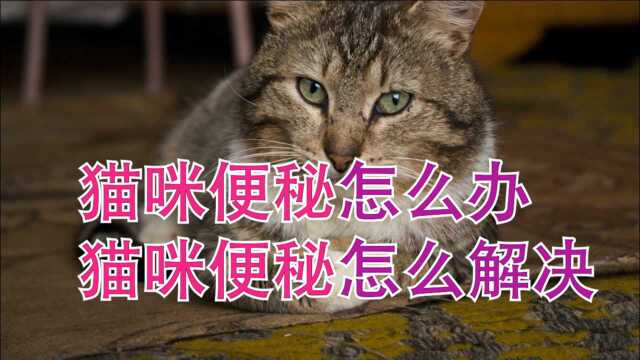 猫咪便秘怎么办猫咪便秘怎么解决