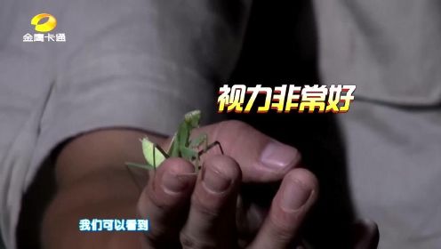 童趣大冒险：螳螂的视力可不容小觑噢！