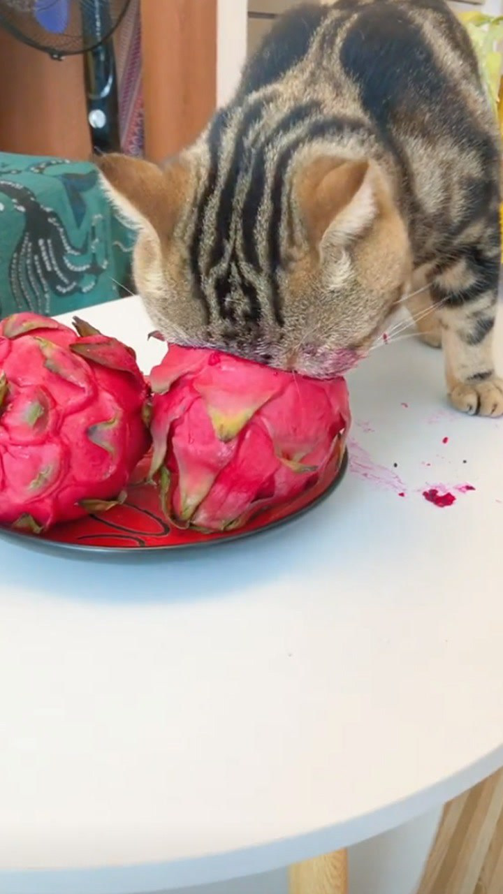 猫咪埋头吃火龙果,这是要满血复活吗