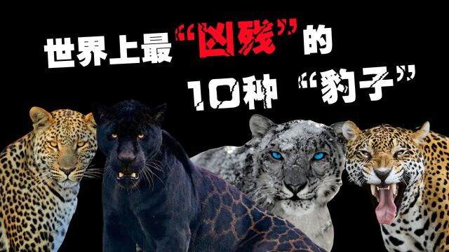 世界上最凶猛的10种豹子,你知道中国的雪豹有多凶猛吗?