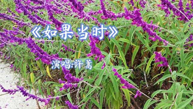 许蒿《如果当时》旋律婉转悠扬,歌词哀而不伤,意境优美迷蒙.