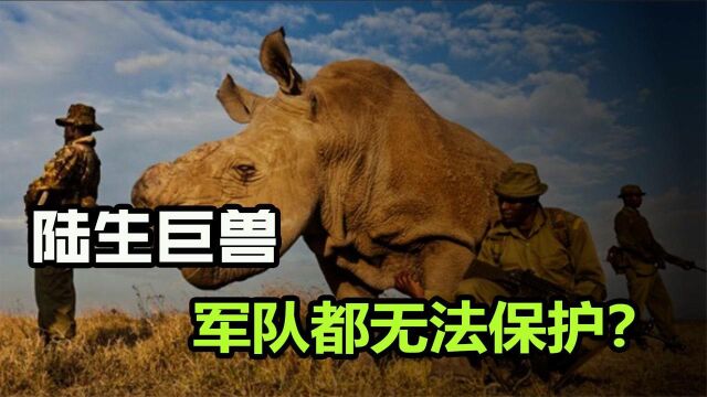 地球仅有的2只北白犀,被40人带枪护卫,为什么还会被灭绝?