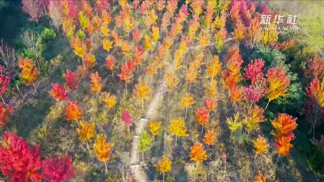 湖北南漳:寻秋赏叶看“枫景”