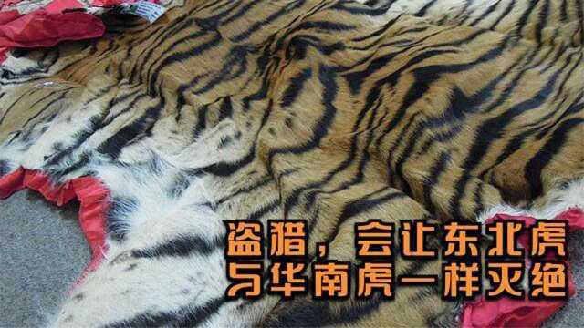 比完达山1号大一圈,500斤老虎被屠杀,东北虎会因盗猎而灭绝吗?