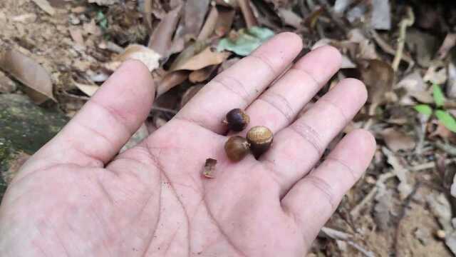 看诱蜂桶,来蜜蜂了,顺便捡一些小锥栗回去吃