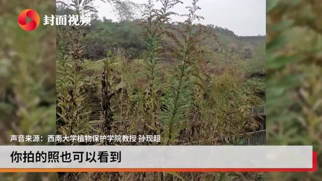 重庆南岸出现“加拿大一枝黄花”后续:南岸区两家部门都说该对方管