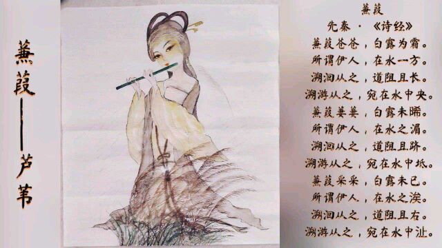 诗经篇章之《蒹葭》拟人化手绘分享