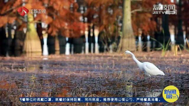 明孝陵、玄武湖、朝天宫……秋末冬初南京迎“绝美黄金周”