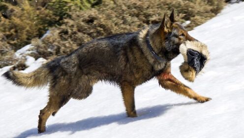 [图]流浪小狗偷看女孩尿尿，被收养逆袭成长，成为一方霸犬《血狼犬》