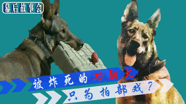 犬王因拍戏被炸死得功勋犬狗虽然不是人但有的人是真的不如狗