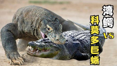 纪录片：湾鳄VS科莫多巨蜥，巨蜥反手虐打湾鳄，太恐怖了！