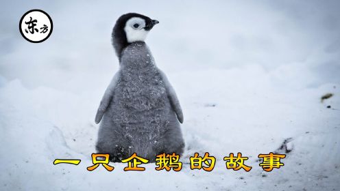 超治愈 一只呆萌企鹅的成长史 一路惊险太不容易了