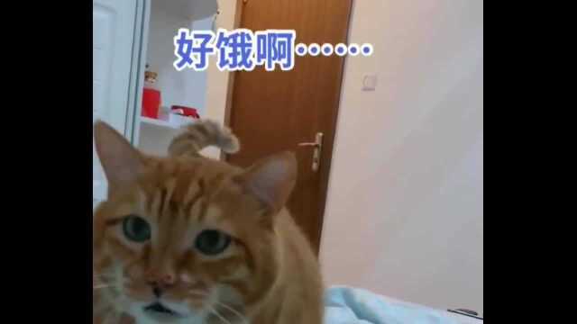 橘猫跟铲屎官讨吃的,铲屎官故意撇开话题,猫咪一脸惆怅的表情太可爱了