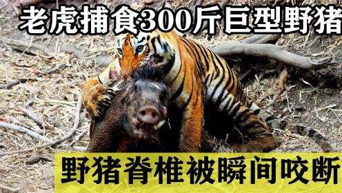 老虎捕食300斤巨型野猪，野猪脊椎被瞬间咬断，最后还是被老虎吃