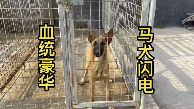 福建朋友的小马犬,血统豪华,性格内在也很爆表