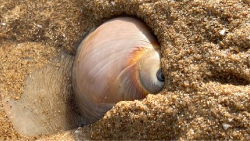 大齐赶海，退潮后发现猫眼螺睁着大眼藏在沙中，还挖到了大海葵