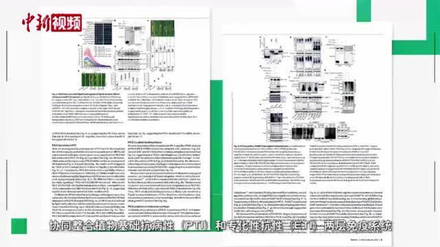 研究发现植物与病原菌“作战”新路径有助对抗“水稻癌症”