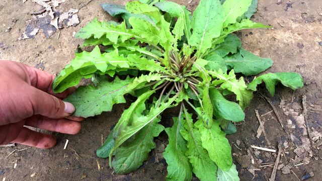 还阳草又叫“还魂草”,是一种可以吃的野菜,看视频了解更多