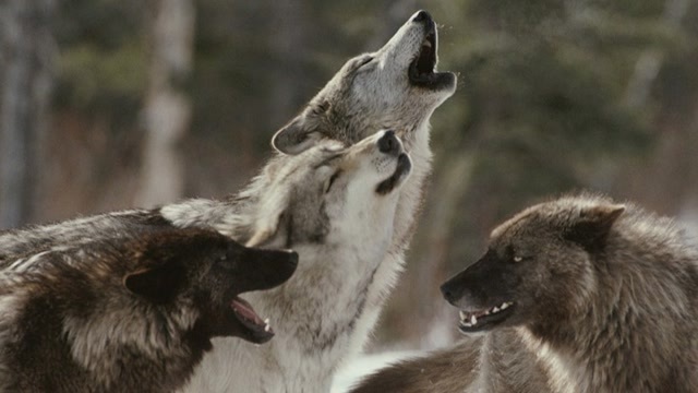 纪录片:人狼大战,一条老狼单挑8个猎人