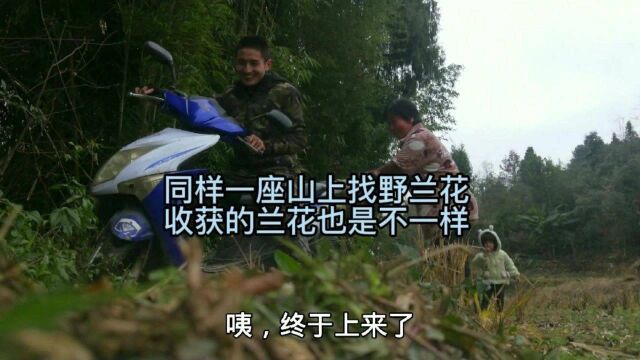 小郭同样一座山上找野兰花,收获的兰花也是不一样的