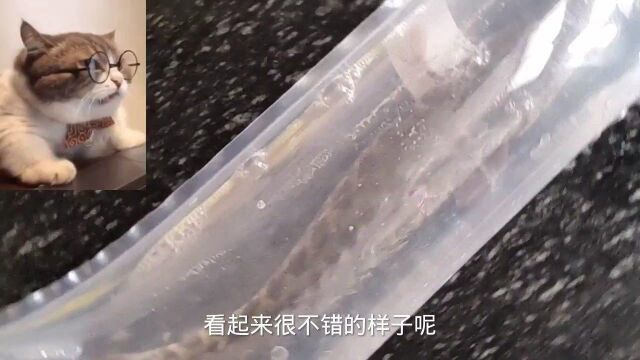 网购的活鱼:从辽宁到湖北还是鲜活的