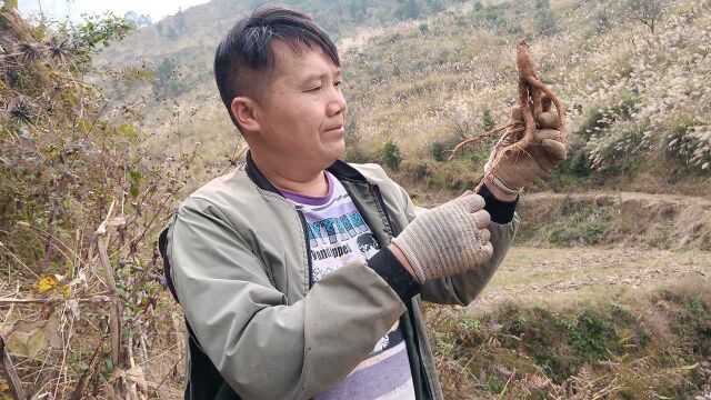 我们这边野党参多得你无法想象,一棵一斤,你们那边呢?