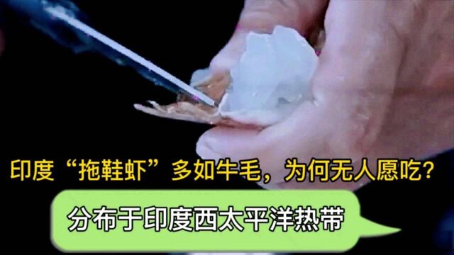 印度这种虾多如牛毛,肉质鲜美、为何无人愿吃?