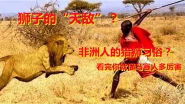 狮子的“天敌”?非洲人的猎狮习俗?看完你就懂马赛人有多厉害