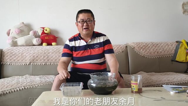 孔雀鱼苗怎么养?都说余月养法“脏乱差”,不过能养好才是硬道理