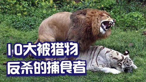 纪录片：盘点最容易被反杀的十种动物，老虎被狮子欺负得很惨
