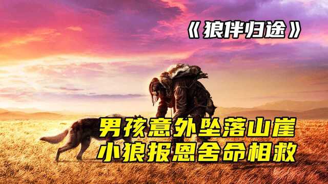 男孩意外坠落山崖,小狼报恩舍命相救《狼伴归途》