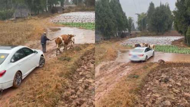 孙女开轿车回家陷进泥坑,爷爷牵着老黄牛拉车,全程不费吹灰之力