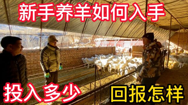 内蒙养殖户大爷给新手养羊建议,2万建圈6万买羊,看看回报怎样