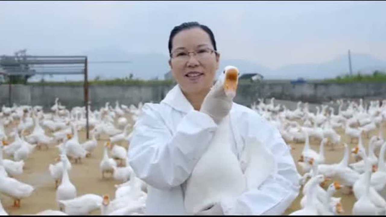 动物疫病防控知识科普_致敬——中国兽医_高清1080P在线观看平台_腾讯视频