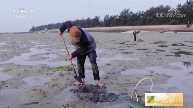 广西北海:村民赶海挖沙虫