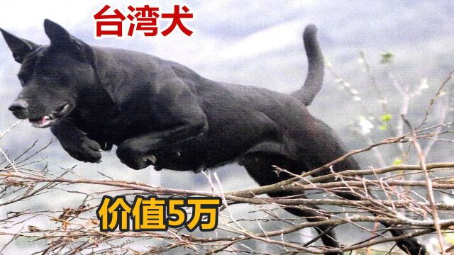 这只土狗价值5万,台湾犬高山族名犬,中华田园犬中贵族