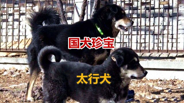 深山中被人遗忘的猛犬,太行犬面对野猪直接追击,猛犬出笼势不可挡