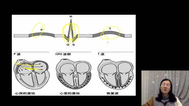2023年护理考研专业课护理综合308内科学六版教材精讲循环系统心律失常心电图概述2